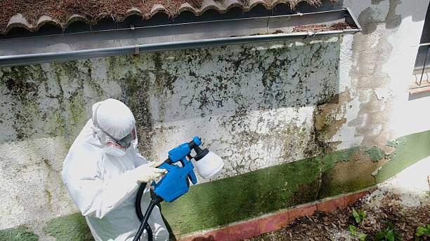 Trusted Mold Removal service in McQueeney, TX - Cheap Mold Removal